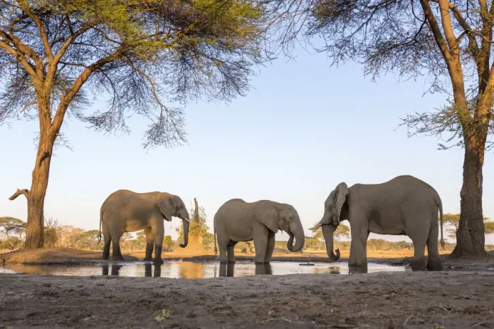 Framed Print : Africa, Botswana, Senyati Safari Camp. Elephants at waterhole