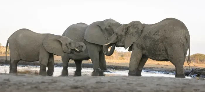 Framed Print : Africa, Botswana, Senyati Safari Camp. Elephants at waterhole