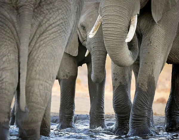 Africa, Botswana, Senyati Safari Camp. Elephant feet and trunk close-up at waterhole