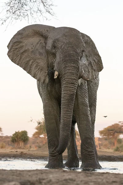 Africa, Botswana, Senyati Safari Camp. Elephant at waterhole