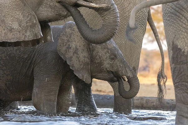 Africa, Botswana, Senyati Safari Camp. Elephants drinking at waterhole. Credit as