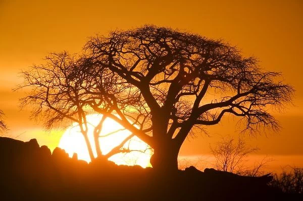 Africa, Botswana, Setting sun silhouettes Baobab Trees (Adansonia digitata) on Kubu