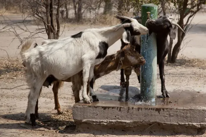 Framed Print : Africa, Botswana, Western Kalahari Desert, Tsodilo Hills. Goats drinking from a water pump Framed Print : Africa, Botswana, Western Kalahari Desert, Tsodilo Hills. Goats drinking from a water pump