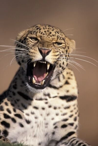 Africa, East Africa. African Leopard (Panthera pardus), captive