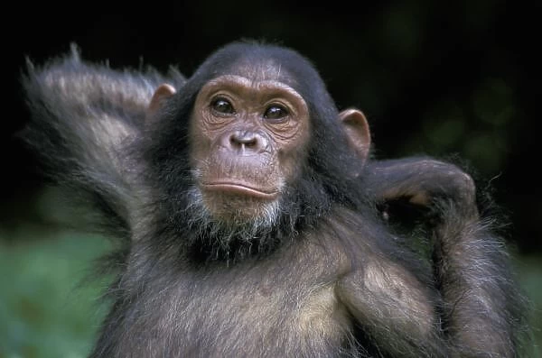 Africa, East Africa, Tanzania, Gombe National Park, Chimpanzee young female, Gaia