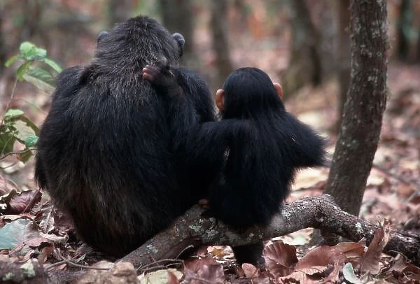 Africa, East Africa, Tanzania, Gombe National Park, Female Chimpanzees sitting