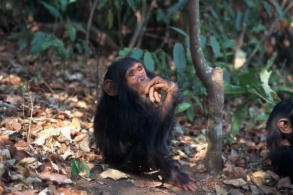 Africa, East Africa, Tanzania, Gombe National Park, Infant Chimpanzee