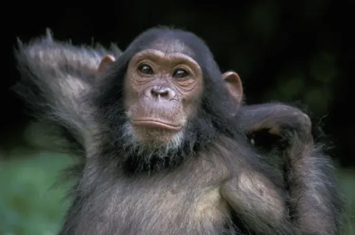 Framed Print : Africa, East Africa, Tanzania, Gombe National Park, Chimpanzee young female, Gaia Framed Print : Africa, East Africa, Tanzania, Gombe National Park, Chimpanzee young female, Gaia