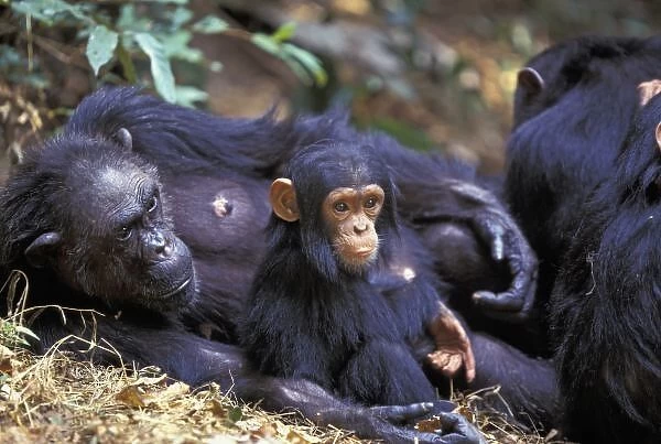 Africa, East Africa, Tanzania, Gombe NP Female chimpanzee (Pan troglodytes) Fifi