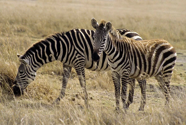 Africa, East Africa, Tanzania, Ngorongoro Crater. A zebra mother and foal grazing