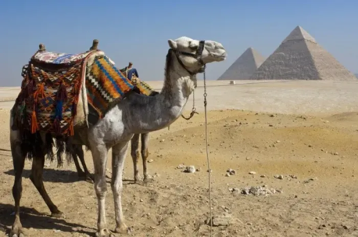 Framed Print : Africa, Egypt