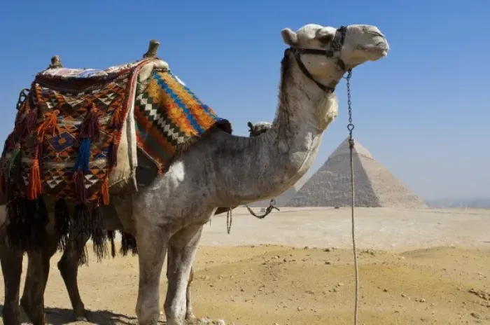 Framed Print : Africa, Egypt Framed Print : Africa, Egypt
