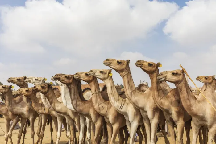 Framed Print : Africa, Egypt, Cairo, Birqash. October 5, 2018. Camels at the Souq al-Gamaal weekly camel Framed Print : Africa, Egypt, Cairo, Birqash. October 5, 2018. Camels at the Souq al-Gamaal weekly camel