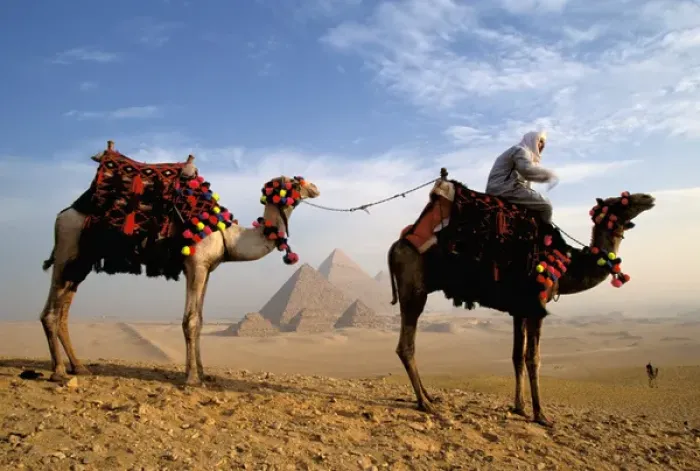 Framed Print : Africa, Egypt, Cairo, Giza. Camel and guide with Great Pyramids in background Framed Print : Africa, Egypt, Cairo, Giza. Camel and guide with Great Pyramids in background
