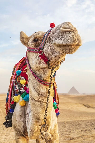 Africa, Egypt, Cairo. Giza plateau. Camel near the great Giza pyramids