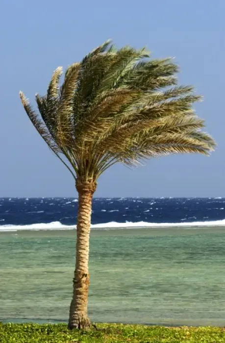 Framed Print : Africa, Egypt, Marsa Alam, Red Sea, palm tree on beach Framed Print : Africa, Egypt, Marsa Alam, Red Sea, palm tree on beach