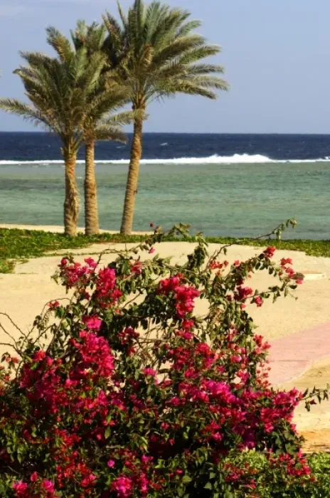 Framed Print : Africa, Egypt, Marsa Alam, Red Sea, palm trees on beach Framed Print : Africa, Egypt, Marsa Alam, Red Sea, palm trees on beach