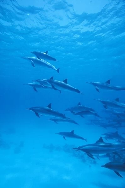 Africa, Egypt, Red Sea. Spinner dolphins (Stenella longirostris)
