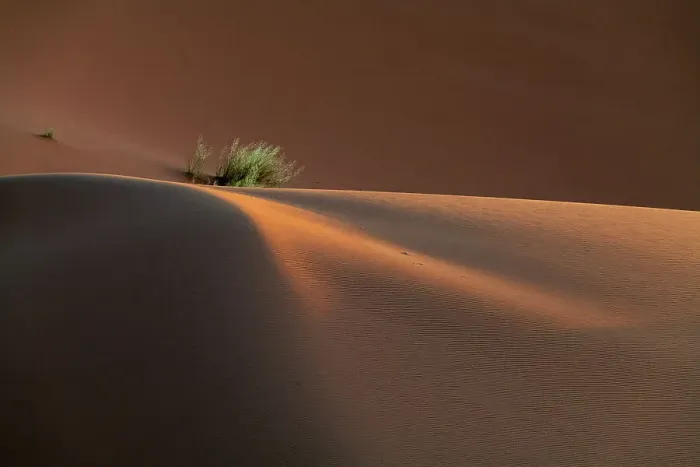Framed Print : Africa, Erg Chebbi, Morocco. Bush growing on desert dune. ©Bill Young  /  Jaynes Gallery  /  DanitaDelimont.com