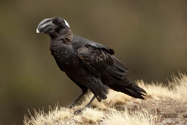 Africa, Ethiopia, Simien Mountains, Thick-billed Raven, Corvus crassirostris, perched