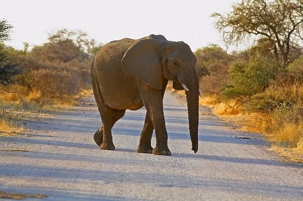 Africa, Etosha NP. Young Female African Elephant (Loxodonta africana) crossing road in the bush