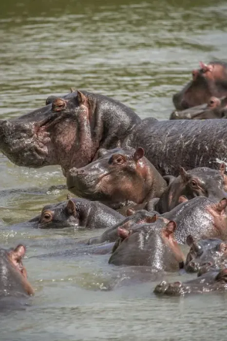 Framed Print : Africa, Hippopotamus Framed Print : Africa, Hippopotamus