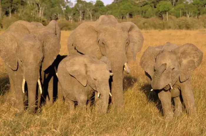 Framed Print : Africa, Kenya
