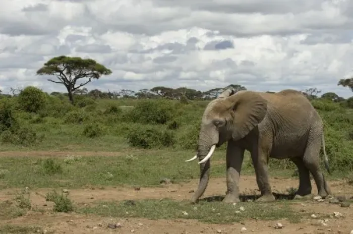 Framed Print : Africa, Kenya