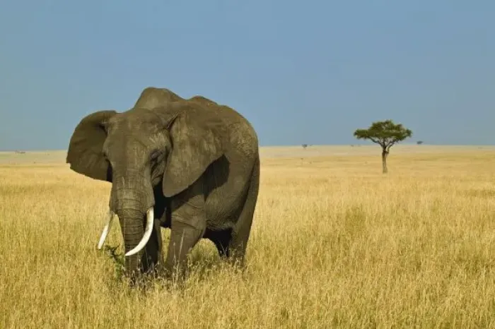 Framed Print : Africa, Kenya
