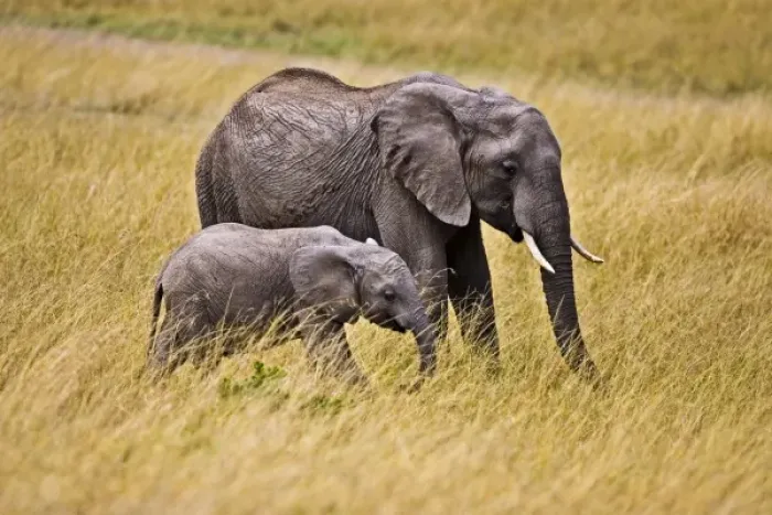 Framed Print : Africa, Kenya