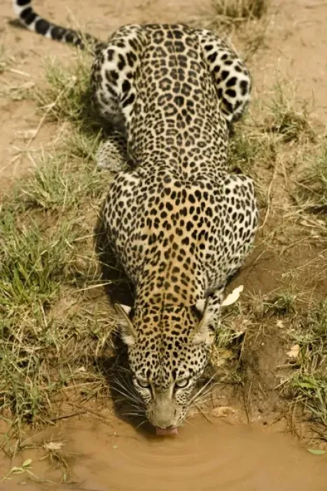 Framed Print : Africa, Kenya