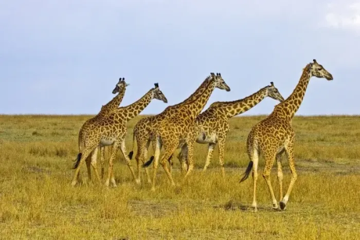Framed Print : Africa, Kenya