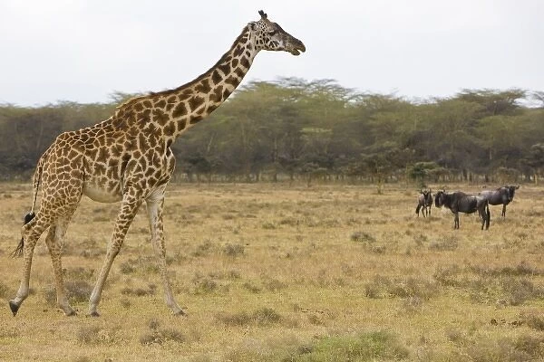 Africa, Kenya