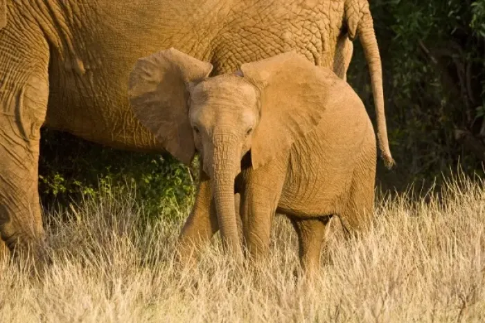 Framed Print : Africa, Kenya