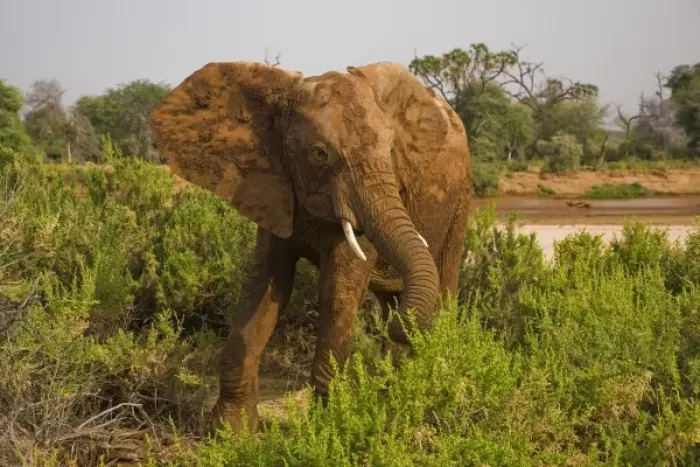 Framed Print : Africa, Kenya