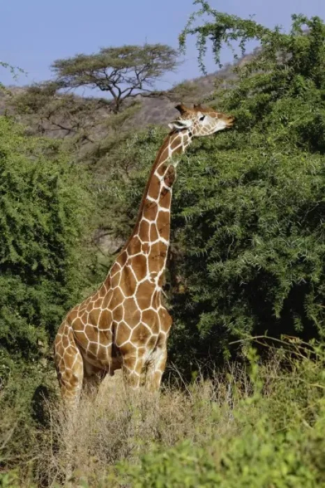 Framed Print : Africa, Kenya