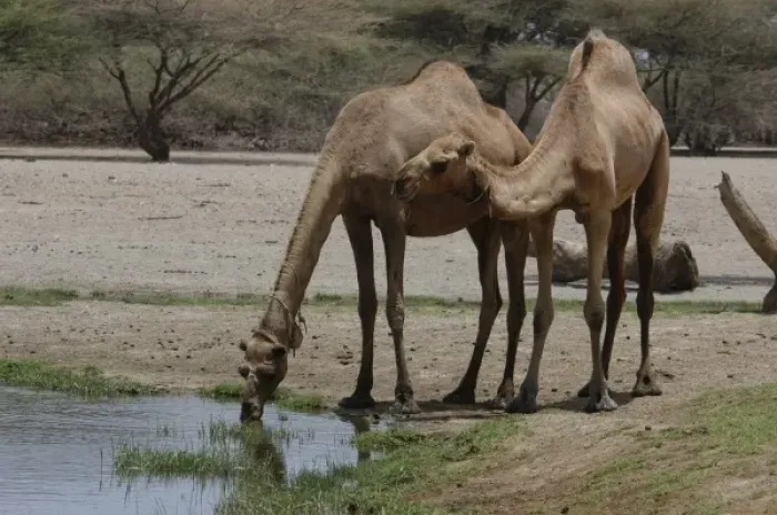 Framed Print : Africa, Kenya