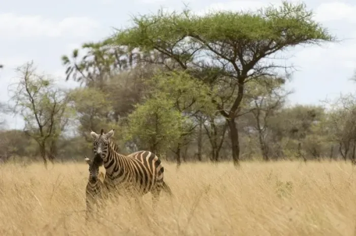 Framed Print : Africa, Kenya