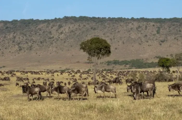 Framed Print : Africa, Kenya Framed Print : Africa, Kenya