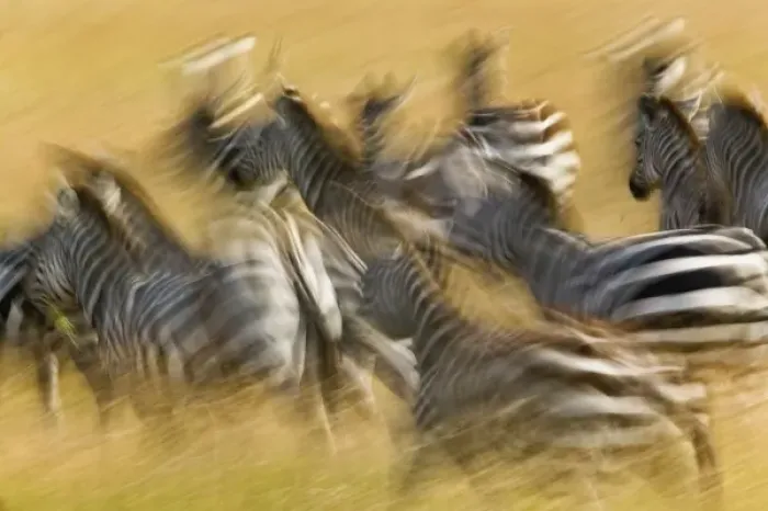 Framed Print : Africa, Kenya