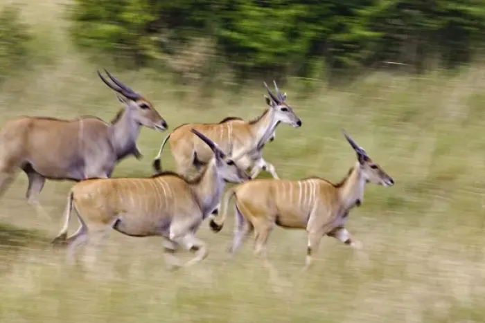Framed Print : Africa, Kenya