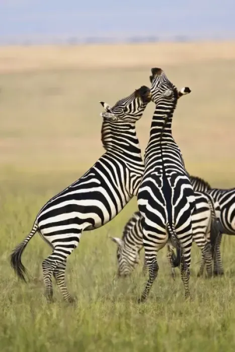 Framed Print : Africa, Kenya