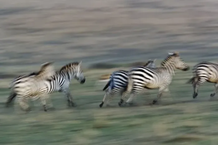 Framed Print : Africa, Kenya