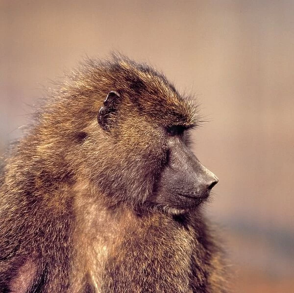 Africa, Kenya, Aberdare NP. A female olive baboon gives a profile pose at Tree Tops