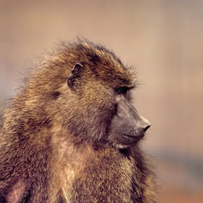 Framed Print : Africa, Kenya, Aberdare NP. A female olive baboon gives a profile pose at Tree Tops Framed Print : Africa, Kenya, Aberdare NP. A female olive baboon gives a profile pose at Tree Tops