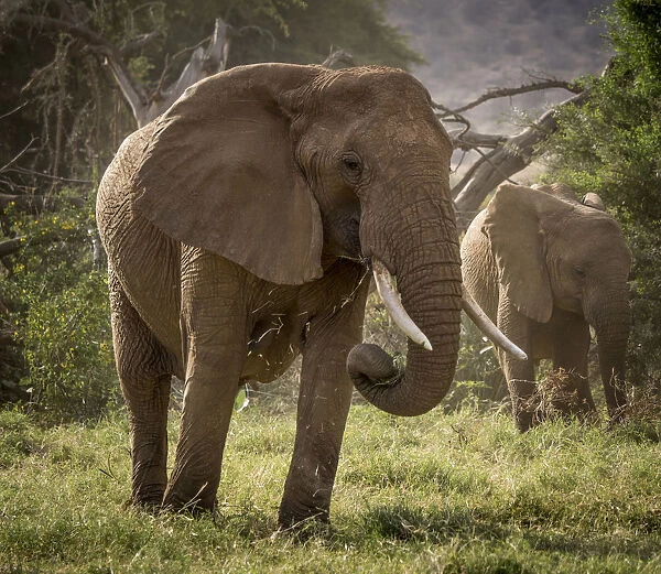 Africa, Kenya. African elephants feeding. Credit as: Bill Young  /  Jaynes Gallery  /  DanitaDelimont