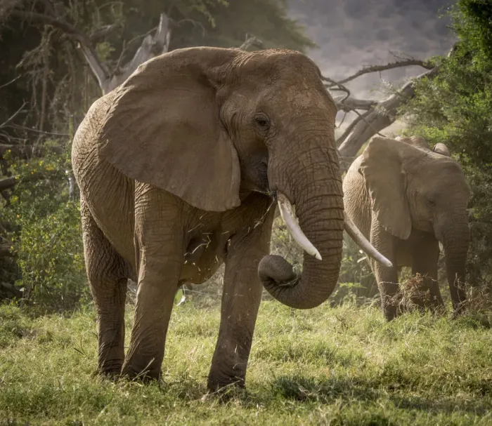 Framed Print : Africa, Kenya. African elephants feeding. Credit as: Bill Young / Jaynes Gallery / DanitaDelimont Framed Print : Africa, Kenya. African elephants feeding. Credit as: Bill Young / Jaynes Gallery / DanitaDelimont