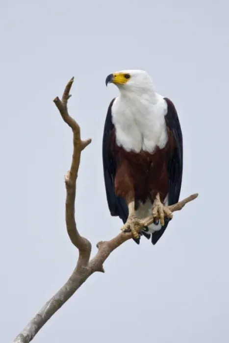 Framed Print : Africa. Kenya. African Fish Eagle at Lake Naivasha Framed Print : Africa. Kenya. African Fish Eagle at Lake Naivasha