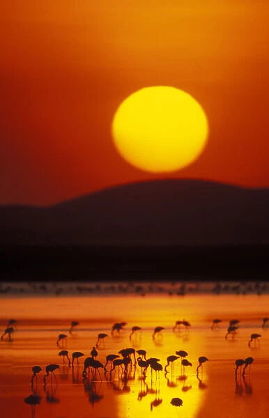 Africa, Kenya, Amboseli National Park. Flock of lesser flamingos reflected in water at sunrise