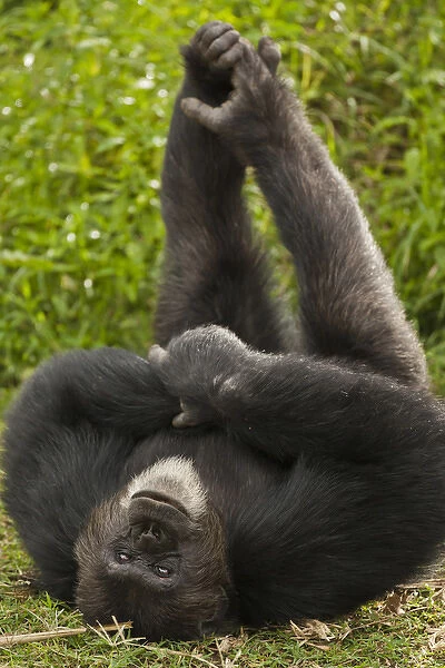 Africa, Kenya, Amboseli National Park, Chimpanzee, captive or controlled situation; great ape